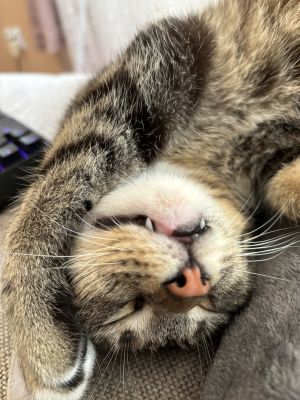 Morty